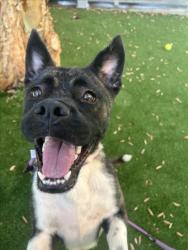 Shelter Stray Female Dog last seen , 1850 W 60th St, Los Angeles, CA 90047, USA