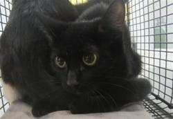 Shelter Stray Female Cat last seen , 1850 W 60th St, Los Angeles, CA 90047, USA