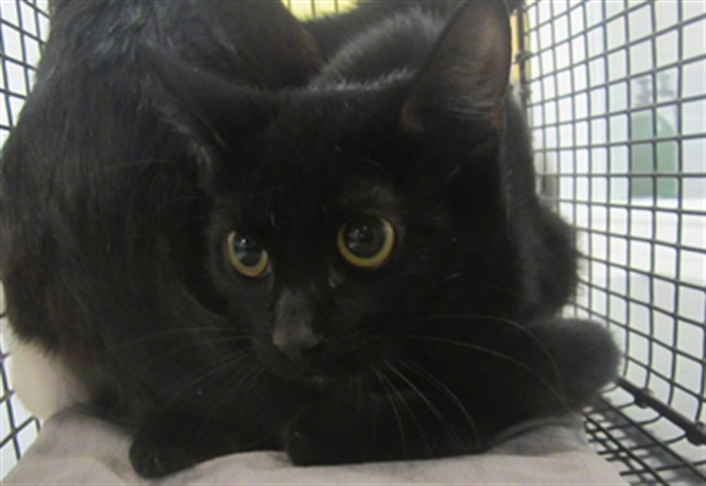 Shelter Stray Female Cat last seen , 1850 W 60th St, Los Angeles, CA 90047, USA