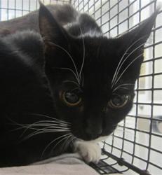 Shelter Stray Female Cat last seen , 1850 W 60th St, Los Angeles, CA 90047, USA