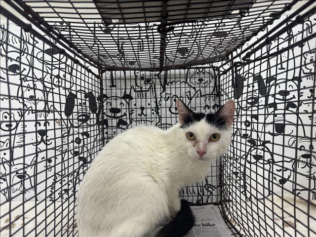 Shelter Stray Male Cat last seen , 957 N Gaffey St, San Pedro, CA 90731, USA