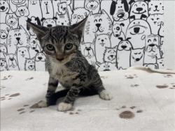 Shelter Stray Male Cat last seen , 957 N Gaffey St, San Pedro, CA 90731, USA