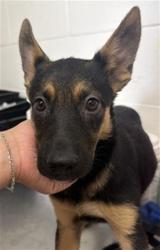 Shelter Stray Female Dog last seen Near BLOCK N MNT VERNON, 333 Chandler Pl, San Bernardino, CA 92408, USA