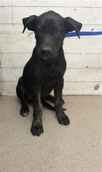 Shelter Stray Male Dog last seen Near BLOCK N SERRANO CT, 333 Chandler Pl, San Bernardino, CA 92408, USA