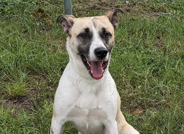 Shelter Stray Female Dog last seen KAYLEE WAY, LEESBURG, 12280 County Rd 448, Tavares, FL 32778, USA