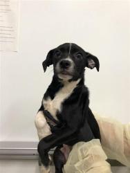 Shelter Stray Male Dog last seen Near BLOCK E PRINCETON AVE, FRESNO CA 93704 5749, 5277 E Airways Blvd, Fresno, CA 93727, USA