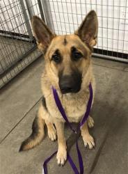 Shelter Stray Female Dog last seen Near BLOCK N CEDAR AVE, FRESNO CA 93720 3301, 5277 E Airways Blvd, Fresno, CA 93727, USA
