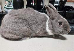 Shelter Stray Female Other last seen , 3201 Lacy St, Los Angeles, CA 90031, USA