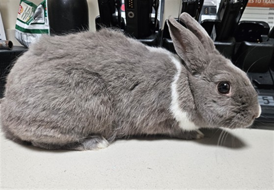 Shelter Stray Female Other last seen , 3201 Lacy St, Los Angeles, CA 90031, USA