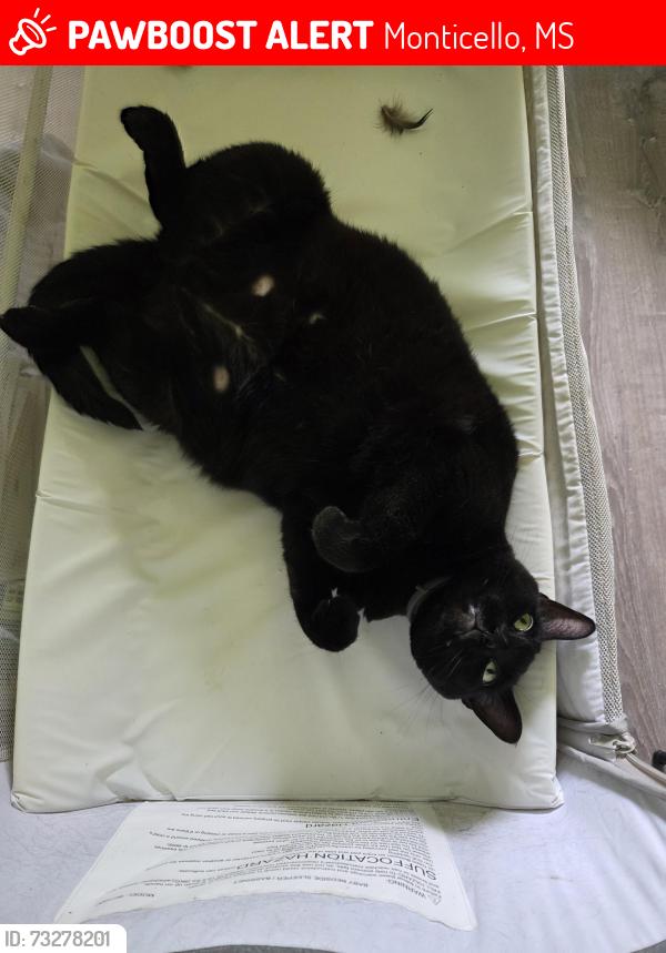 Lost Female Cat last seen Timberlane rd, Monticello, MS 39654