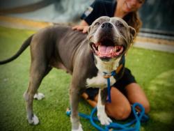 Shelter Stray Female Dog last seen , 2769 Conroy Rd, Orlando, FL 32839, USA