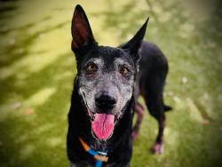 Shelter Stray Female Dog last seen , 2769 Conroy Rd, Orlando, FL 32839, USA