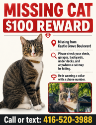 Lost Male Cat last seen Castlegrove Blvd/Underhilll, Toronto, ON 