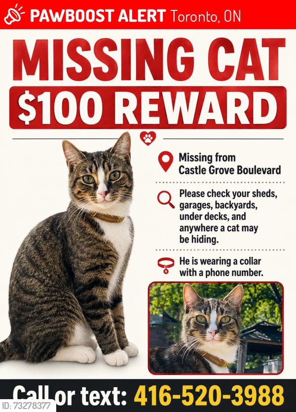 Lost Male Cat last seen Castlegrove Blvd/Underhilll, Toronto, ON 