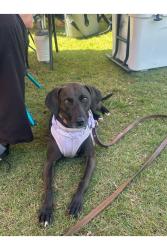 Reunited Female Dog last seen Farmington and Hampton Court, Woodstock, GA 30188