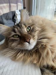 Reunited Female Cat last seen Near city church, San Antonio, TX 78254