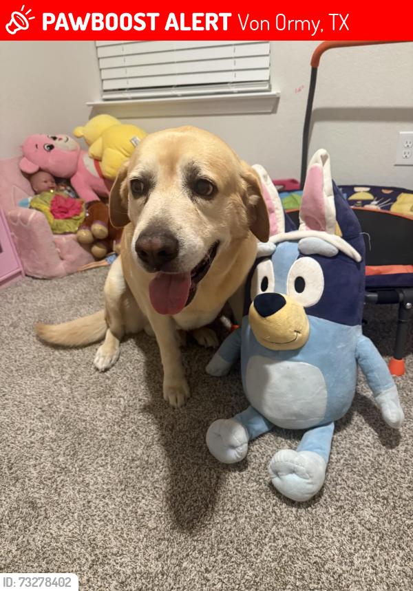Lost Male Dog last seen Near mint patch meadow, Von Ormy, TX 78073