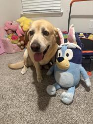 Lost Male Dog last seen Near mint patch meadow, Von Ormy, TX 78073