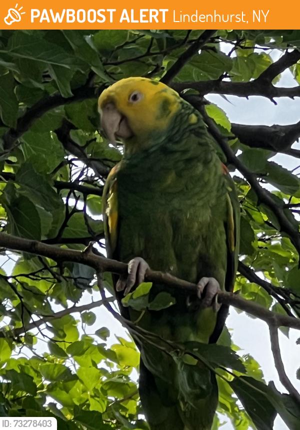 Found/Stray Unknown Bird last seen Riviera Dr, Lindenhurst, NY 11757