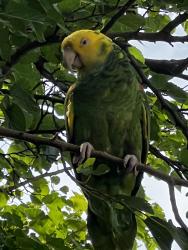 Found/Stray Unknown Bird last seen Riviera Dr, Lindenhurst, NY 11757