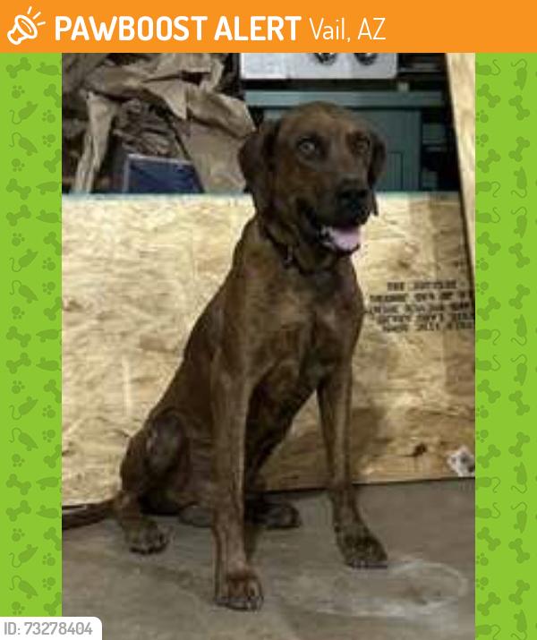 Found/Stray Male Dog last seen Hwy 83 and mm51, Vail, AZ 85641