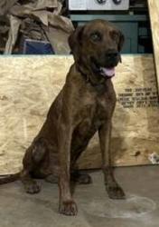 Found/Stray Male Dog last seen Hwy 83 and mm51, Vail, AZ 85641