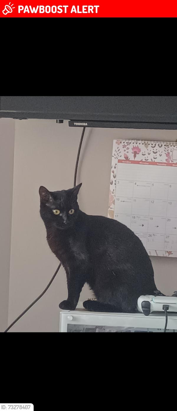 Lost Female Cat last seen Franklin College, North East Lincolnshire, England DN34 5DP