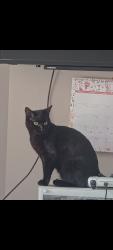 Lost Female Cat last seen Franklin College, North East Lincolnshire, England DN34 5DP