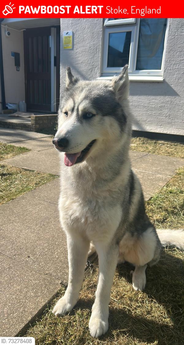 Lost Male Dog last seen Devonport Park, Stoke, England 