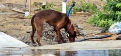 Found/Stray Female Dog last seen Fair Wind Lp, Brooksville, FL 34602, Hernando County, FL 34602