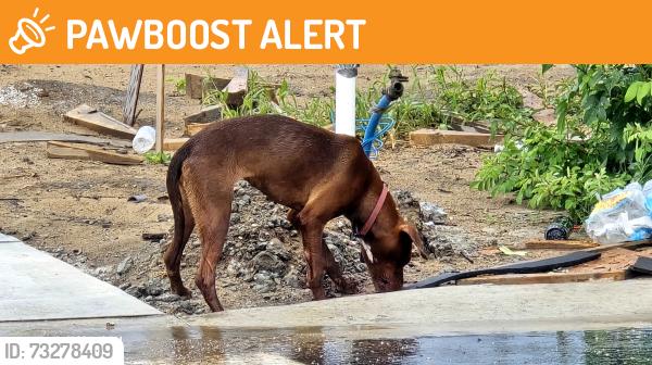 Found/Stray Female Dog last seen Fair Wind Lp, Brooksville, FL 34602, Hernando County, FL 34602