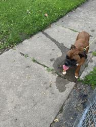 Reunited Unknown Dog last seen By Bardwell Elementary, Aurora, IL 60506