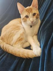 Lost Male Cat last seen American river college, Sacramento, CA 95841