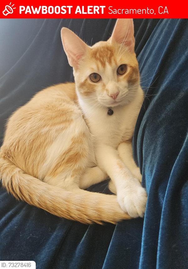 Lost Male Cat last seen American river college, Sacramento, CA 95841