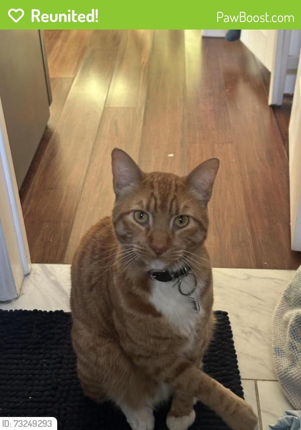 Reunited Male Cat last seen Mallison and imperial ave, Lynwood, CA 90262