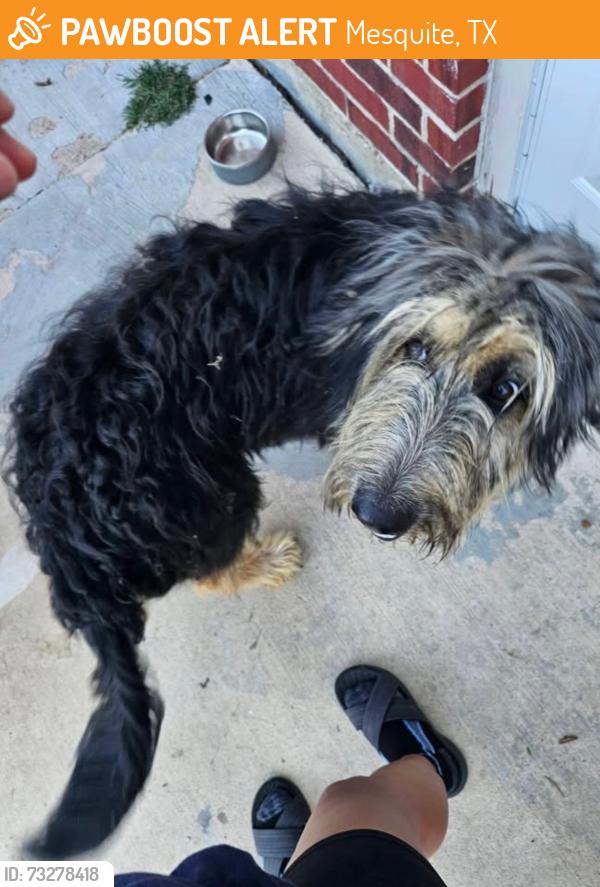 Found/Stray Male Dog last seen E Kearney street, Mesquite, TX 75149