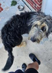Found/Stray Male Dog last seen E Kearney street, Mesquite, TX 75149