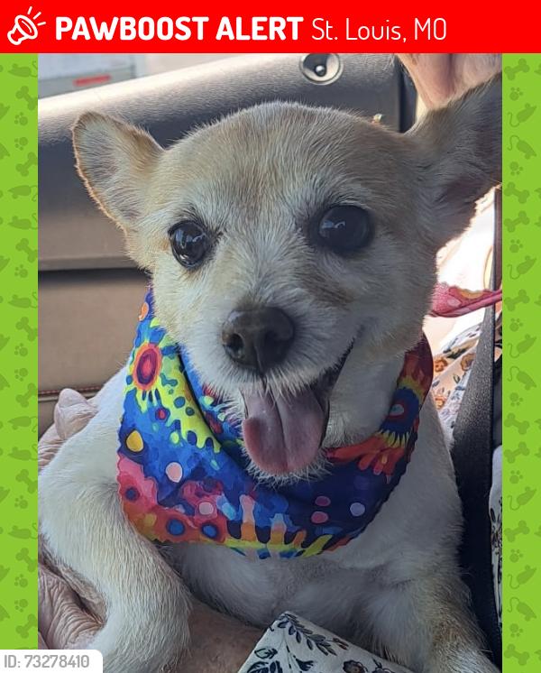 Lost Female Dog last seen Clock Tower Neighborhood on otherside of Pond, St. Louis, MO 63138