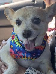 Lost Female Dog last seen Clock Tower Neighborhood on otherside of Pond, St. Louis, MO 63138