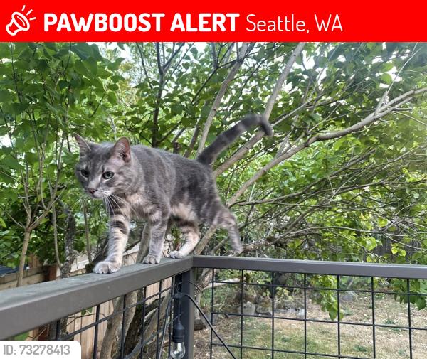 Lost Female Cat last seen 36th Ave NE and 52nd St, Seattle, WA 98105
