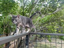 Lost Female Cat last seen 36th Ave NE and 52nd St, Seattle, WA 98105