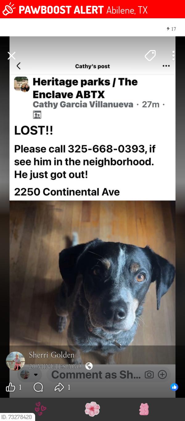 Lost Male Dog last seen Near continental Ave abilene texas 79601, Abilene, TX 79601