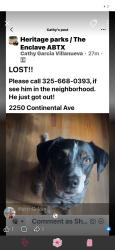 Lost Male Dog last seen Near continental Ave abilene texas 79601, Abilene, TX 79601