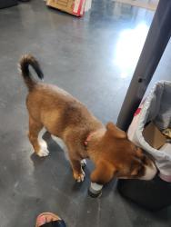 Found/Stray Male Dog last seen Thundersee & Everhart, Corpus Christi, TX 78401