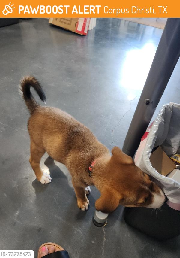 Found/Stray Male Dog last seen Thundersee & Everhart, Corpus Christi, TX 78401
