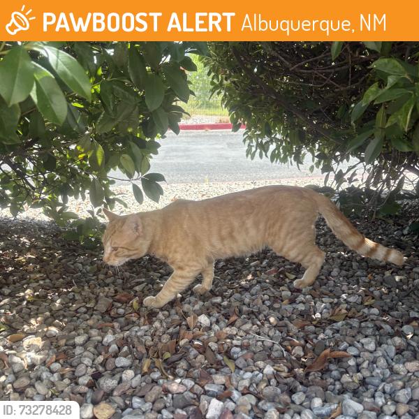 Found/Stray Male Cat last seen Montano and renaissance, Albuquerque, NM 87107