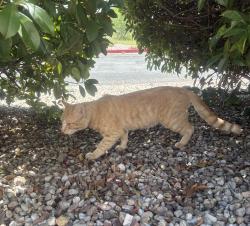 Found/Stray Male Cat last seen Montano and renaissance, Albuquerque, NM 87107