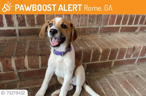 Found/Stray Male Dog last seen Elliot drive and Conway place, Rome, GA 30165