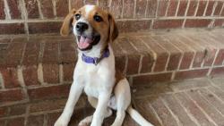 Found/Stray Male Dog last seen Elliot drive and Conway place, Rome, GA 30165