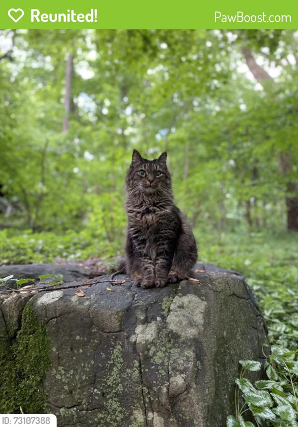 Reunited Female Cat last seen Near the intersection of Berry Ln and Miller Rd, East Greenville, PA 18041